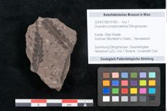 Foto (Objekt + Etikett) von Dryandra comptoniaefolia Ettingshausen (NHMW-GEO-2024-0188-10183)